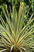 Cordyline australis Torbay Dazzler New Zealand Cabbage Palm Tree