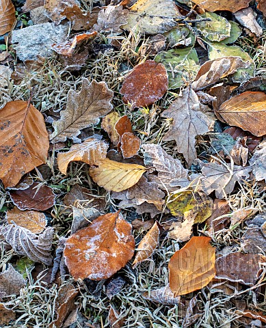 Autumn_frosted_leaves_of_Oak_Birch_Beech
