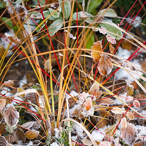 Frost_covered_leaves_and_grasses