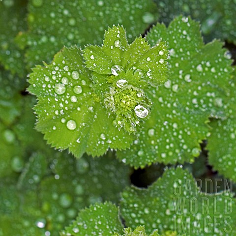 Foliage_of_Alchemilla_mollis_perennial_with_rain_droplets