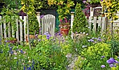 Summer Garden Alchemilla Mollis Lady`s Mantle and Blue and Pink Scabious