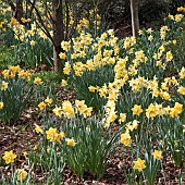 Host of golden yellow Daffodils