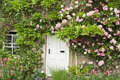 Cottage front in summer pink climbing roses around white door