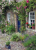 Old limestone cottage with abundance of climbing Roses around front door