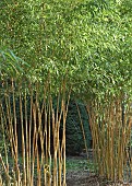 Bamboo Phyllostachys aureosulcata Spectabilis