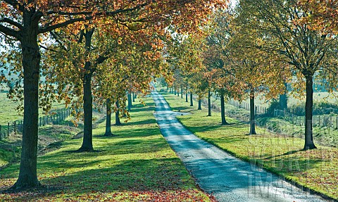 Avenue_of_trees_in_glorious_Autumn_colour_at_Batsford_Arboretum