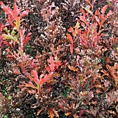 Quercus x bimundorum Crimson Spire upright Oak