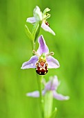 Bee Orchid Ophrys Apifera Wildflowers