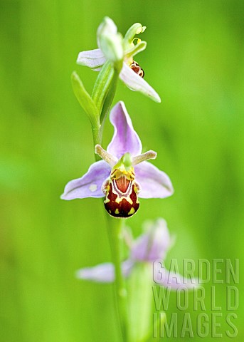 Bee_Orchid_Ophrys_Apifera_Wildflowers