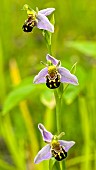 Bee Orchid Ophrys Apifera