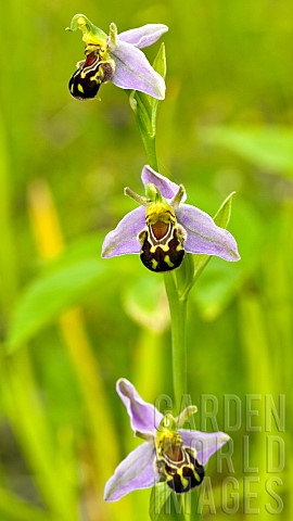 Bee_Orchid_Ophrys_Apifera