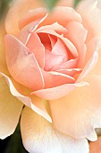 Floral minimalist semi abstract close up selective and soft focus image of a peach coloured Rose bloom.