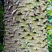 Araucaria araucana Monkey puzzle tree