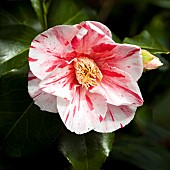 Camellia Extravaganza