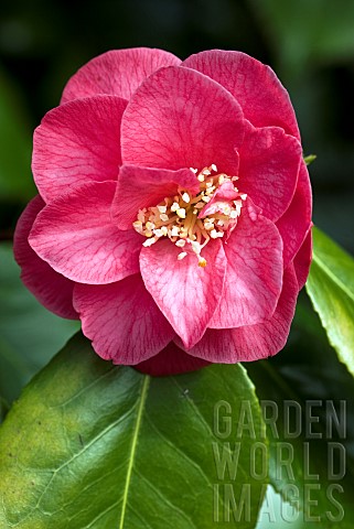 Camellia_japonica_Apollo