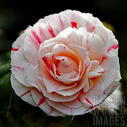 Camellia_japonica_William_Honey