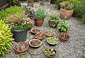 Terra Cotta pots and bowls of Succulents in gravelled area