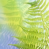 Fern Frond and Shadow