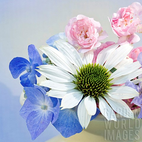 Studio_White_Blue_and_Pink_flowers_arranged_in_Vase