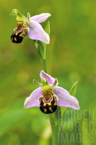 Bee_Orchid_Ophrys_Apifera_Wildflowers