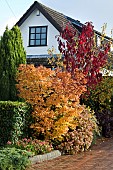 Garden with mixed border of mature shrubs trees and perennials in full Autumn colour