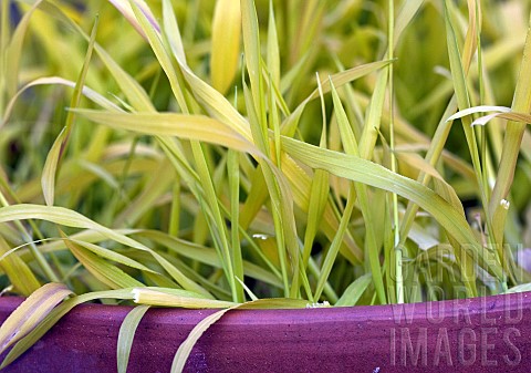Perennial_Bowles_Golden_Grass_Milium_Effusum_Aureum