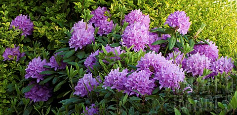 Rhododendron_ponticum