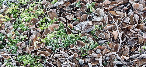 Frosted_evergreen_ground_cover_with_frosted_fallen_leaves_in_winter