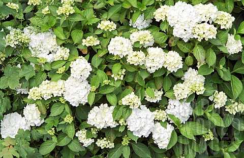Hydrangea_macrophylla_Common_Hydrangea_white_flower_heads_at_Lilac_Cottage_NGS_in_summer_July_Staffo