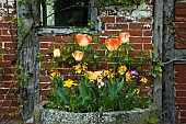 Tulips & Wallflowers