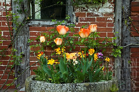 Tulips__Wallflowers