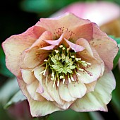 Hellebore Helleborus Christmas Rose