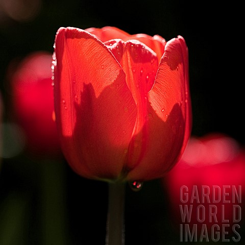 Close_up_Tulip