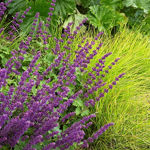 Perennials_Salvia_Verticillata_Purple_Rain_with_rich_purple_flowers_in_border_at_Trentham_Gardens_NG