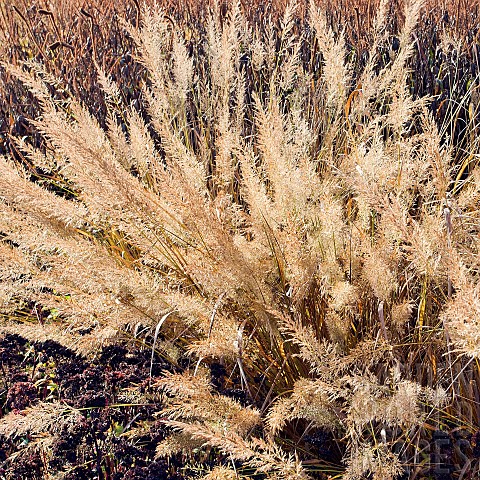 Grasses_and_Seedheads_Autumn_Colour