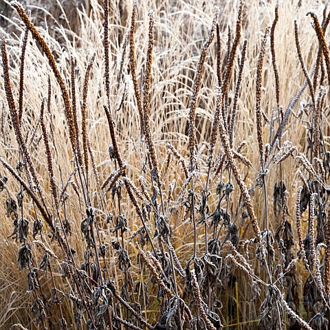 frosted_borders_of_ornamental_grasses_perennial_stems_leaves_and_seed_heads