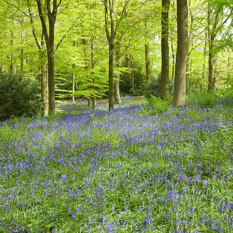 Decidous_Woodland_in_with_bluebells_and_Beech_Trees