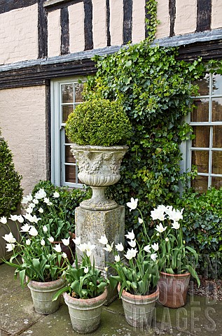 Box_ball_on_plinth_white_tulips_in_terracotta_conainers_in_front_of_house