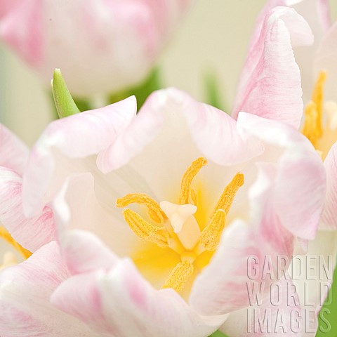 Soft_focus_close_up_semi_abstract_of_blush_pink_of_single_white_tulip