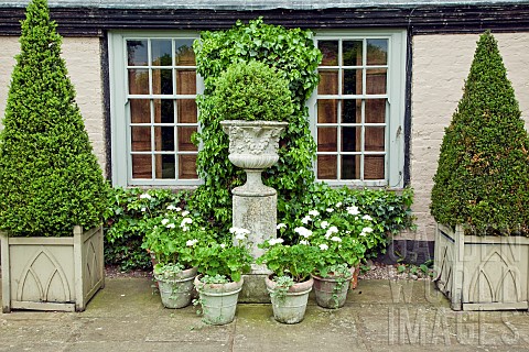 White_geraniums_planted_in_terra_cotta_containers