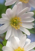 Anemone Blanda, White Splendour