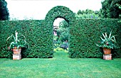 CLIPPED PRIVET HEDGE WITH ARCHWAY