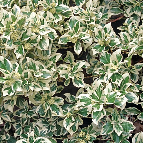 EUONYMUS_FORTUNEI_SILVER_QUEEN