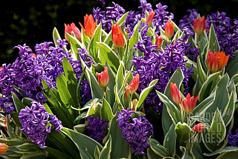TULIPS_AND_HYACINTHS_IN_CONTAINER