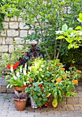ANNUALS AND SUMMER BULBS IN POTS ON A PATIO