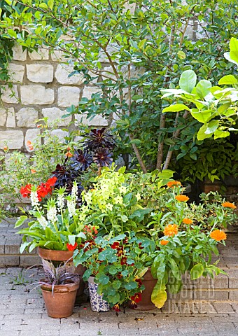 ANNUALS_AND_SUMMER_BULBS_IN_POTS_ON_A_PATIO
