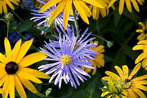 ASTER_MONCH_WITH_RUDBECKIA