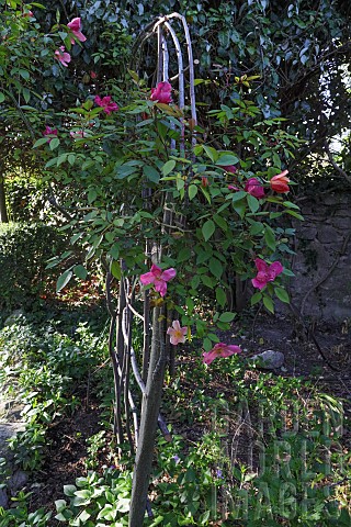 ROSA_CHINENSIS_ON_A_RUSTIC_ROSE_SUPPORT