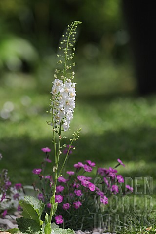 WHITE_FLOWERING_VERBASCUM_WITH_PINK_DIANTHUS