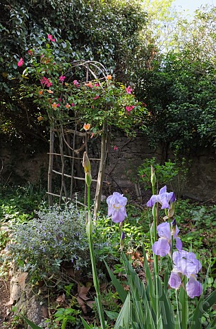 ROSA_CHINENSIS_ON_A_RUSTIC_ROSE_SUPPORT_BEARDED_IRIS